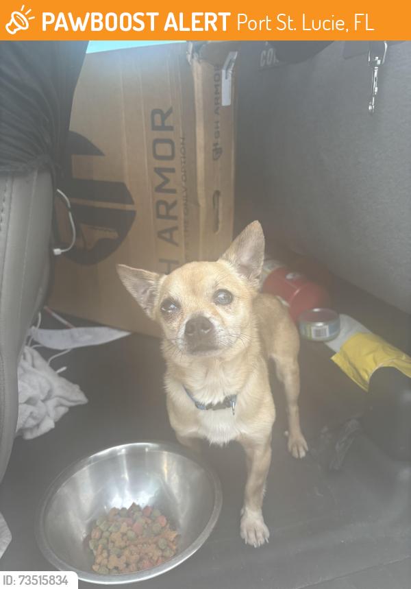 Found/Stray Unknown Dog last seen Port St Lucie, Port St. Lucie, FL 34986