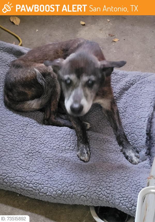 Found/Stray Unknown Dog last seen Hwy 90 1604, San Antonio, TX 78245