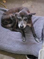 Found/Stray Unknown Dog last seen Hwy 90 1604, San Antonio, TX 78245