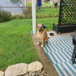 Reunited Male Dog last seen Near Hillgrove Cemetery, Miamisburg, OH 45342