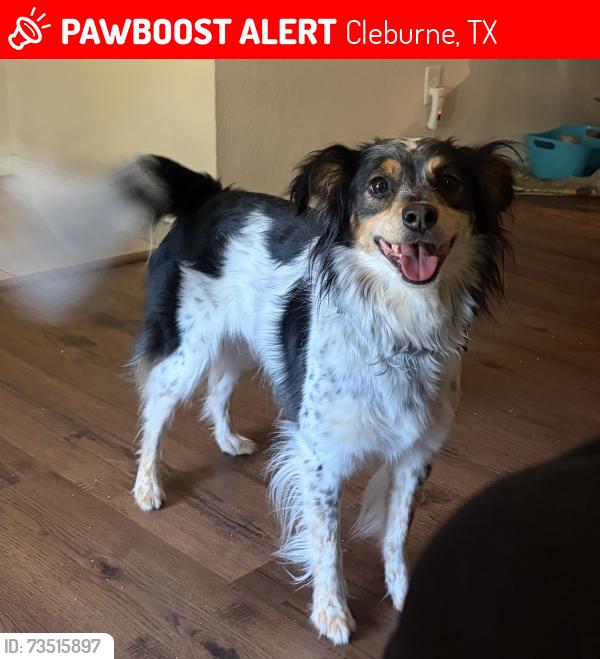 Lost Female Dog last seen Near Glenhaven drive, Cleburne, TX 76033
