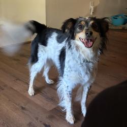 Lost Female Dog last seen Near Glenhaven drive, Cleburne, TX 76033