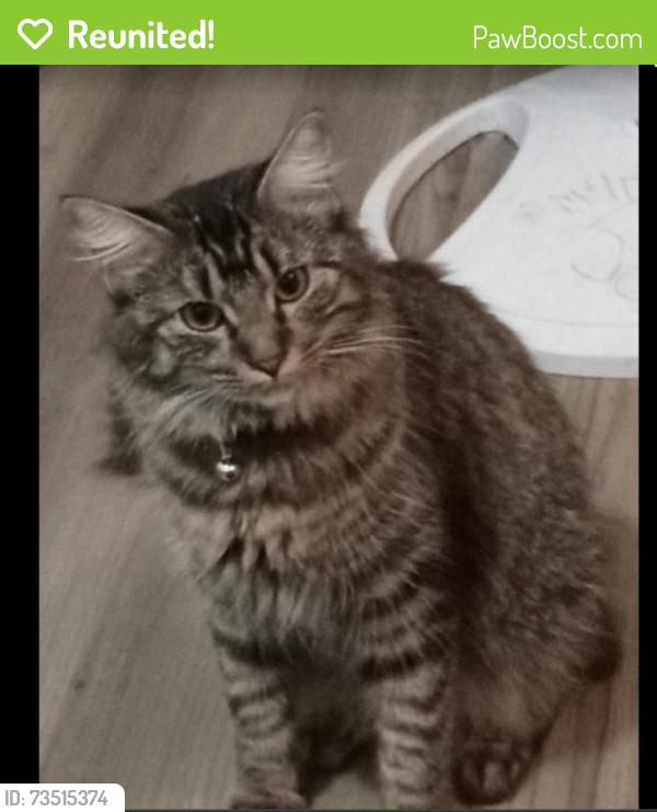 Reunited Female Cat last seen Main st, Muldrow, OK 74948