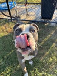 Shelter Stray Male Dog last seen Near Gobdy Rd, College Park, GA, 1251 Fulton Industrial Blvd NW, Atlanta, GA 30336, USA
