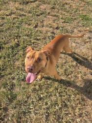 Shelter Stray Male Dog last seen Near colony Dr, New Bern City Limits, NC, 1639 Old Airport Rd, New Bern, NC 28562, USA