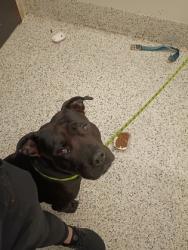 Shelter Stray Male Dog last seen Near Legend Court SW, Atlanta, GA, 1251 Fulton Industrial Blvd NW, Atlanta, GA 30336, USA