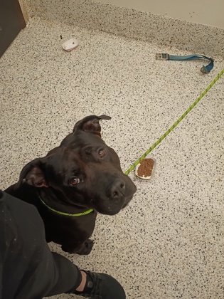 Shelter Stray Male Dog last seen Near Legend Court SW, Atlanta, GA, 1251 Fulton Industrial Blvd NW, Atlanta, GA 30336, USA