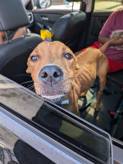 Shelter Stray Male Dog last seen Near Lakewood Terrace SE, Atlanta, GA, 1251 Fulton Industrial Blvd NW, Atlanta, GA 30336, USA