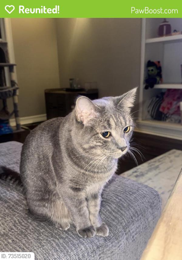 Reunited Female Cat last seen Near Westbury Dr, Fort Collins, CO 80526, USA, Fort Collins, CO 80526