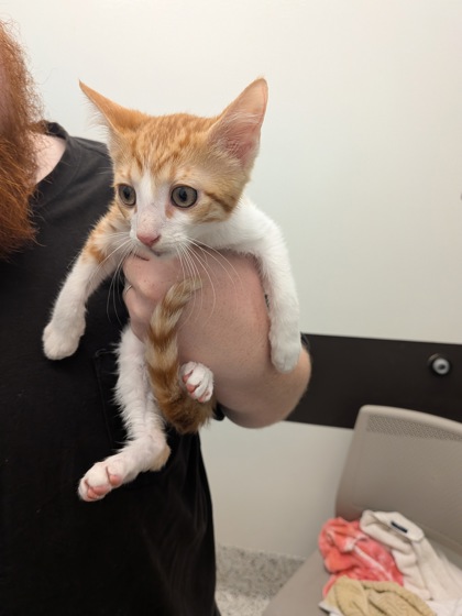 Shelter Stray Male Cat last seen Near ROOSEVELT HWY, Atlanta, GA, 1251 Fulton Industrial Blvd NW, Atlanta, GA 30336, USA