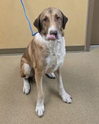 Shelter Stray Male Dog last seen Near teton st, Cedar Hill, TX, 1150 E Pleasant Run Rd, Cedar Hill, TX 75104, USA