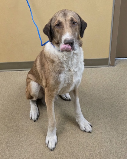 Shelter Stray Male Dog last seen Near teton st, Cedar Hill, TX, 1150 E Pleasant Run Rd, Cedar Hill, TX 75104, USA