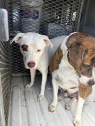 Shelter Stray Female Dog last seen Near Danbury Dr, Desoto, TX, 1150 E Pleasant Run Rd, Cedar Hill, TX 75104, USA