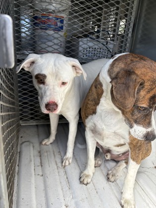 Shelter Stray Female Dog last seen Near Danbury Dr, Desoto, TX, 1150 E Pleasant Run Rd, Cedar Hill, TX 75104, USA