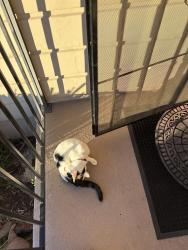 Reunited Male Cat last seen Pendleton park, San Diego, CA 92115