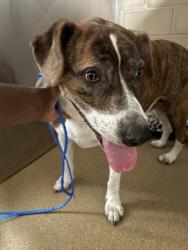 Shelter Stray Male Dog last seen Near Danbury Dr, Desoto, TX, 1150 E Pleasant Run Rd, Cedar Hill, TX 75104, USA