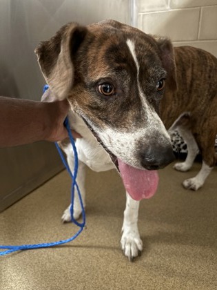 Shelter Stray Male Dog last seen Near Danbury Dr, Desoto, TX, 1150 E Pleasant Run Rd, Cedar Hill, TX 75104, USA