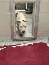 Shelter Stray Male Dog last seen Near E Academy st, Cherryville, NC, 1491 Business Park Ct, Gastonia, NC 28052, USA