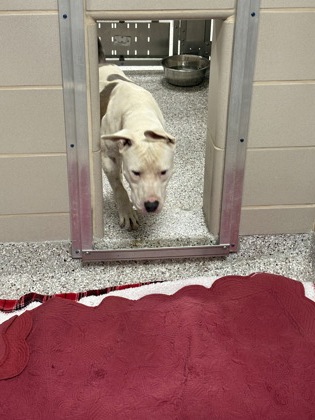 Shelter Stray Male Dog last seen Near E Academy st, Cherryville, NC, 1491 Business Park Ct, Gastonia, NC 28052, USA
