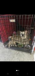 Reunited Unknown Dog last seen Five oaks crossing mansfield tx, Mansfield, TX 76063