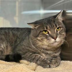 Shelter Stray Male Cat last seen Near Neal Hawkins Rd, County/Unicorporated, NC, 1491 Business Park Ct, Gastonia, NC 28052, USA