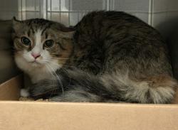 Shelter Stray Unknown Cat last seen Auto Zone on East Franklin Blvd., County/Unicorporated, NC, 1491 Business Park Ct, Gastonia, NC 28052, USA