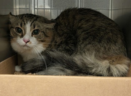 Shelter Stray Unknown Cat last seen Auto Zone on East Franklin Blvd., County/Unicorporated, NC, 1491 Business Park Ct, Gastonia, NC 28052, USA