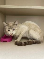 Shelter Stray Male Cat last seen Near Ave 13 1/2, Madera County, CA, 205 Tozer St, Madera, CA 93638, USA