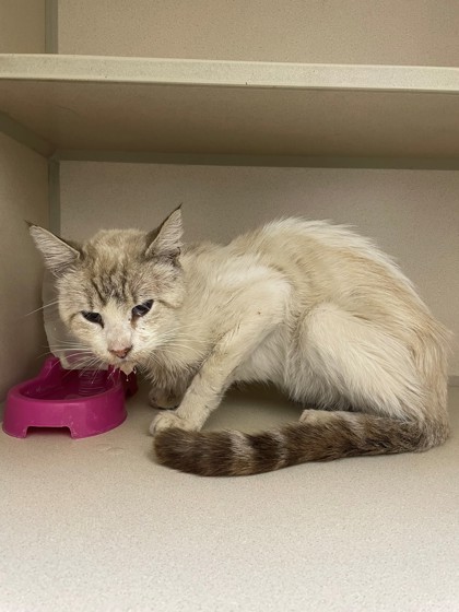 Shelter Stray Male Cat last seen Near Ave 13 1/2, Madera County, CA, 205 Tozer St, Madera, CA 93638, USA