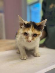 Shelter Stray Female Cat last seen Near Toler Rd, Longview, City of, TX, 303 H G Mosley Pkwy, Longview, TX 75604, USA