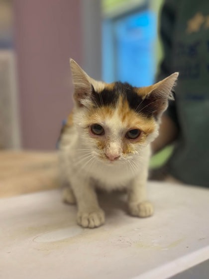 Shelter Stray Female Cat last seen Near Toler Rd, Longview, City of, TX, 303 H G Mosley Pkwy, Longview, TX 75604, USA