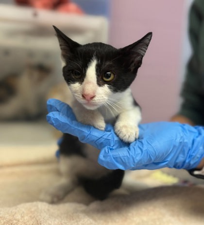 Shelter Stray Male Cat last seen Near Toler Rd, Longview, City of, TX, 303 H G Mosley Pkwy, Longview, TX 75604, USA