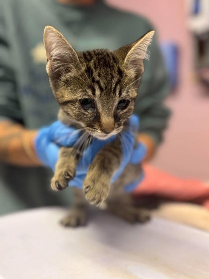 Shelter Stray Unknown Cat last seen Near Toler Rd, Longview, City of, TX, 303 H G Mosley Pkwy, Longview, TX 75604, USA