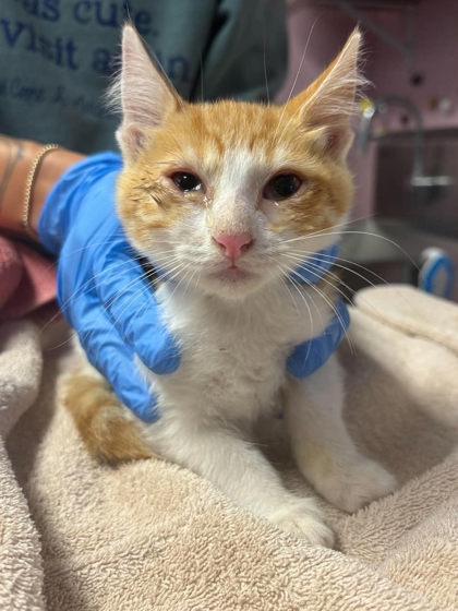 Shelter Stray Female Cat last seen Near Toler Rd, Longview, City of, TX, 303 H G Mosley Pkwy, Longview, TX 75604, USA