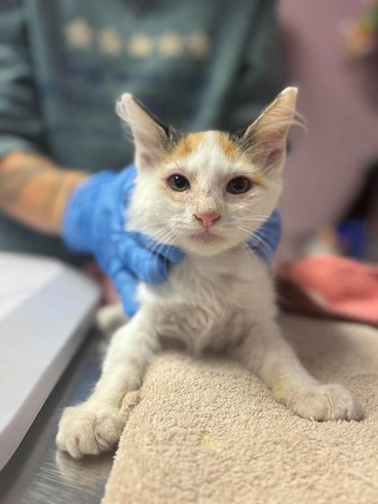 Shelter Stray Female Cat last seen Near Toler Rd, Longview, City of, TX, 303 H G Mosley Pkwy, Longview, TX 75604, USA