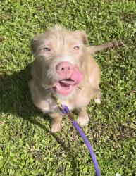 Shelter Stray Female Dog last seen Near 13th ave, IRC AC, FL, 6230 77th St, Vero Beach, FL 32967, USA