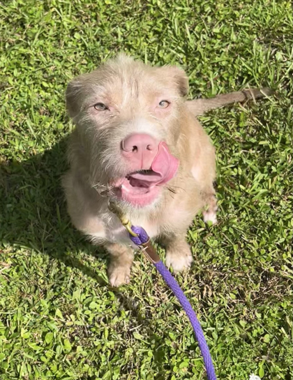Shelter Stray Female Dog last seen Near 13th ave, IRC AC, FL, 6230 77th St, Vero Beach, FL 32967, USA