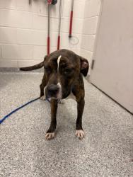 Shelter Stray Female Dog last seen Delaware Ave, City of Knoxville ASO, TN, 3201 Division St, Knoxville, TN 37919, USA