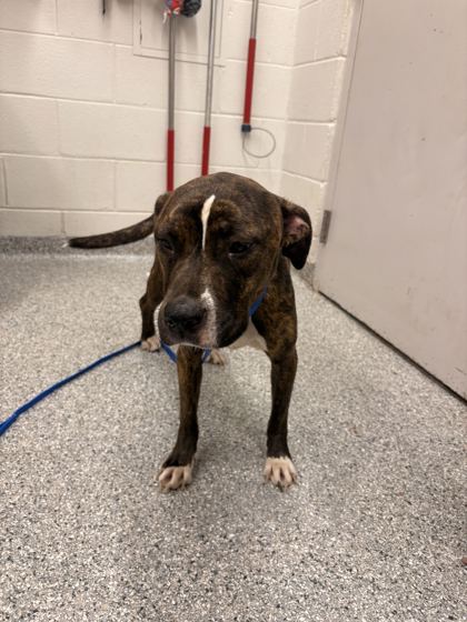 Shelter Stray Female Dog last seen Delaware Ave, City of Knoxville ASO, TN, 3201 Division St, Knoxville, TN 37919, USA