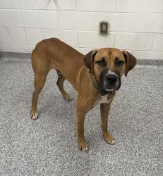 Shelter Stray Male Dog last seen Near Raccoon Valley Rd, Knox County GP, TN, 3201 Division St, Knoxville, TN 37919, USA