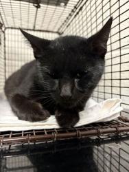 Shelter Stray Female Cat last seen Near Blankenship Ln, Knox County GP, TN, 3201 Division St, Knoxville, TN 37919, USA