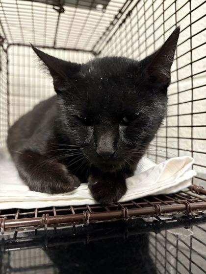 Shelter Stray Female Cat last seen Near Blankenship Ln, Knox County GP, TN, 3201 Division St, Knoxville, TN 37919, USA