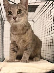 Shelter Stray Female Cat last seen Near Otis Way, Knox County GP, TN, 3201 Division St, Knoxville, TN 37919, USA