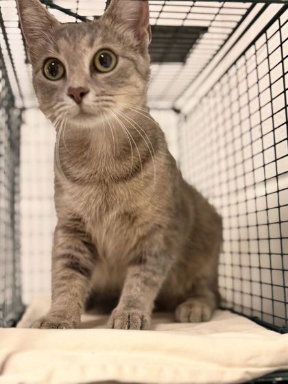 Shelter Stray Female Cat last seen Near Otis Way, Knox County GP, TN, 3201 Division St, Knoxville, TN 37919, USA