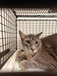 Shelter Stray Female Cat last seen Near Otis Way, Knox County GP, TN, 3201 Division St, Knoxville, TN 37919, USA