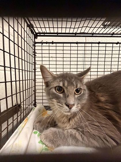 Shelter Stray Female Cat last seen Near Otis Way, Knox County GP, TN, 3201 Division St, Knoxville, TN 37919, USA