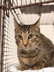 Shelter Stray Female Cat last seen Near Otis Way, Knox County GP, TN, 3201 Division St, Knoxville, TN 37919, USA