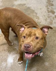 Shelter Stray Male Dog last seen Near Sebert, 4th District, OH, 9203 Detroit Ave, Cleveland, OH 44102, USA