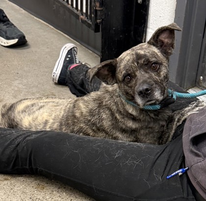 Shelter Stray Female Dog last seen Near Dove, 4th District, OH, 9203 Detroit Ave, Cleveland, OH 44102, USA