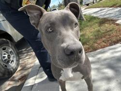 Shelter Stray Male Dog last seen Near W Belrick Dr, South District, TX, 355 Hillshire Dr, Haslet, TX 76052, USA